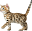 bengalmusiccats.com Icon