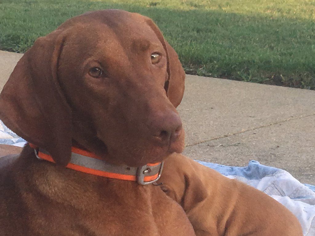Weizsla / Vizmaraner Puppy SOLD OUT