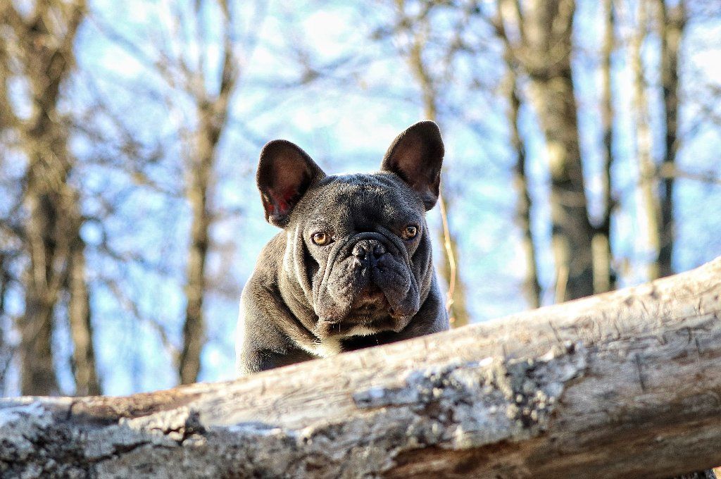 Blue Lilac Merle French Bulldog puppies - Claz.org