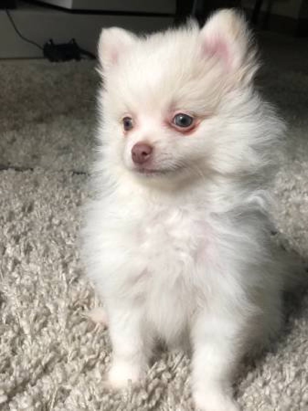 Pomeranian puppies available for adoption! They are 12 weeks old - Claz.org