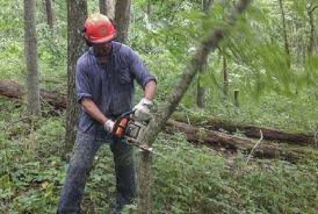 Cut them down. Cut down Trees. Cutting down Trees. How to Cut a Tree. Cut down Trees causes.