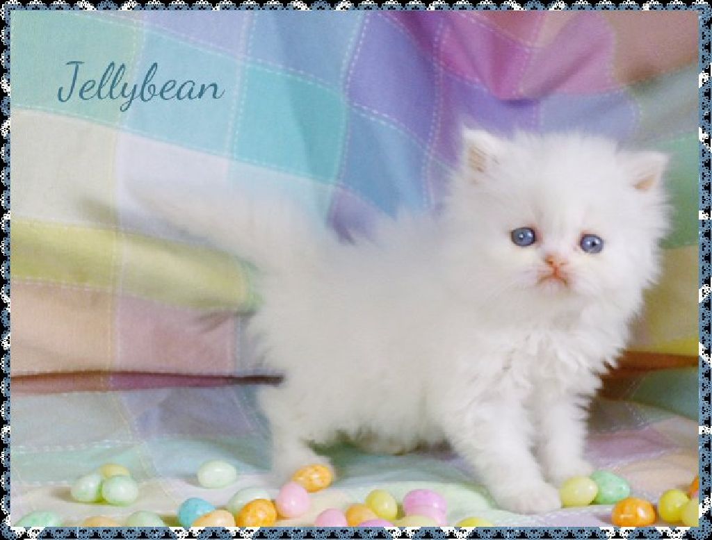 blue doll face persian