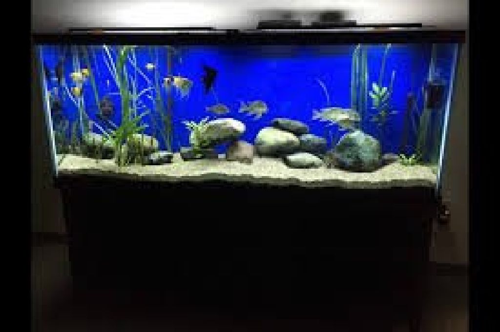 aquarium wholesale suppliers