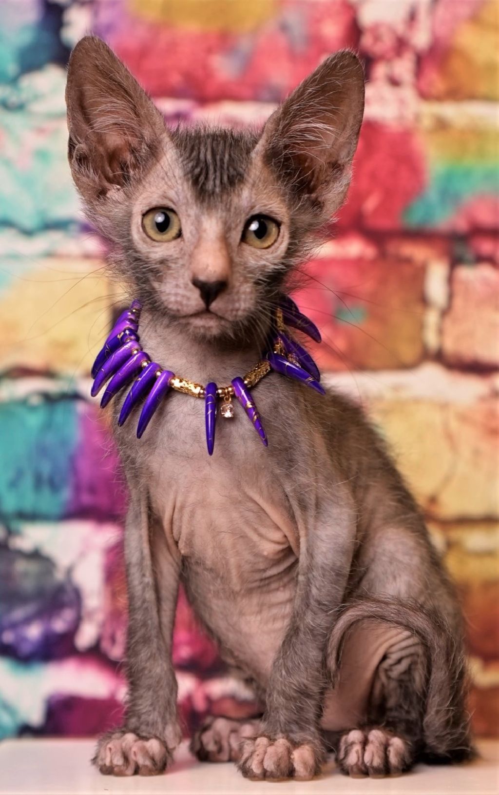 Lykoi Werewolf kittens for adoption
