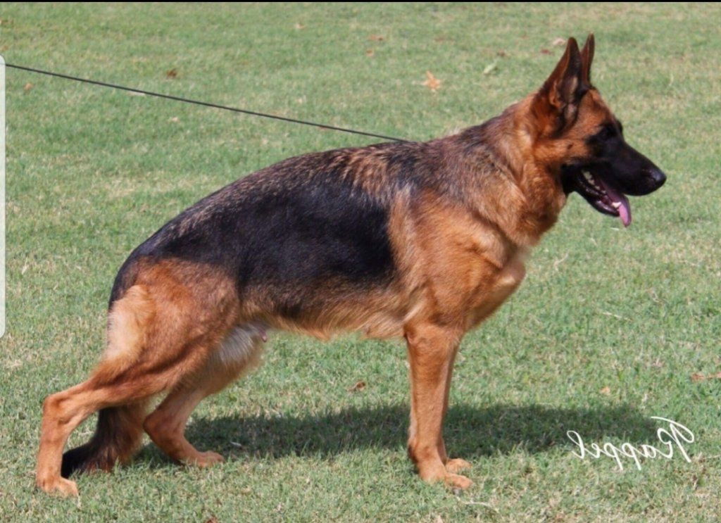 West German Showline German Shepherd pups from VA1 Xentos von der Wilhelmswarte