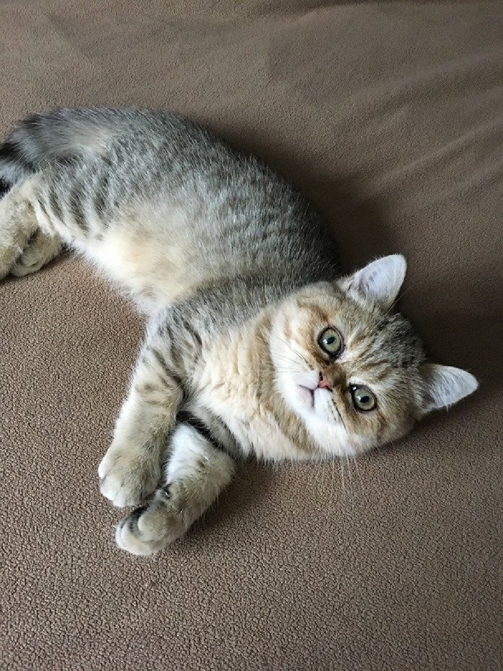 CFA Exotic Shorthair Kittens (Lazy's Man Persian) - Claz.org