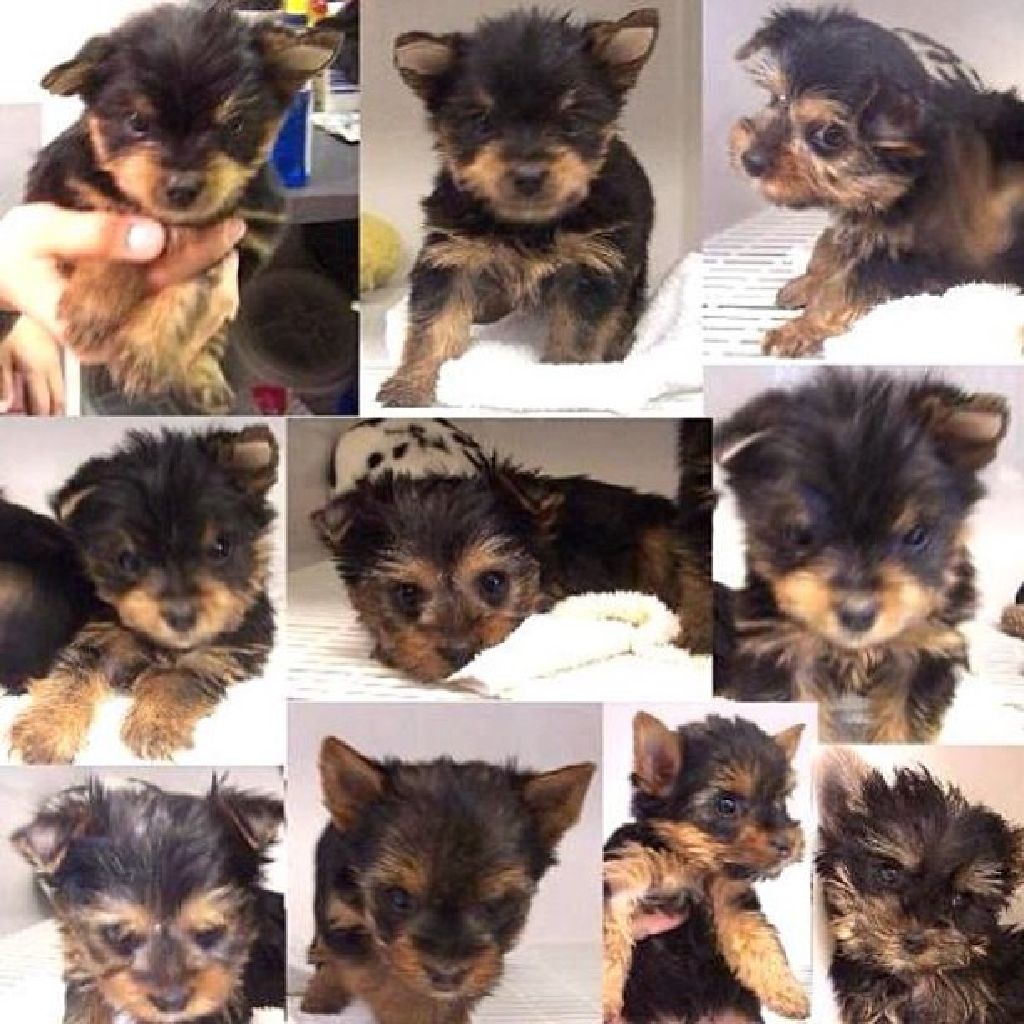 Teacup yorkie pups San Antonio Dogs for Sale or Adoption Offered