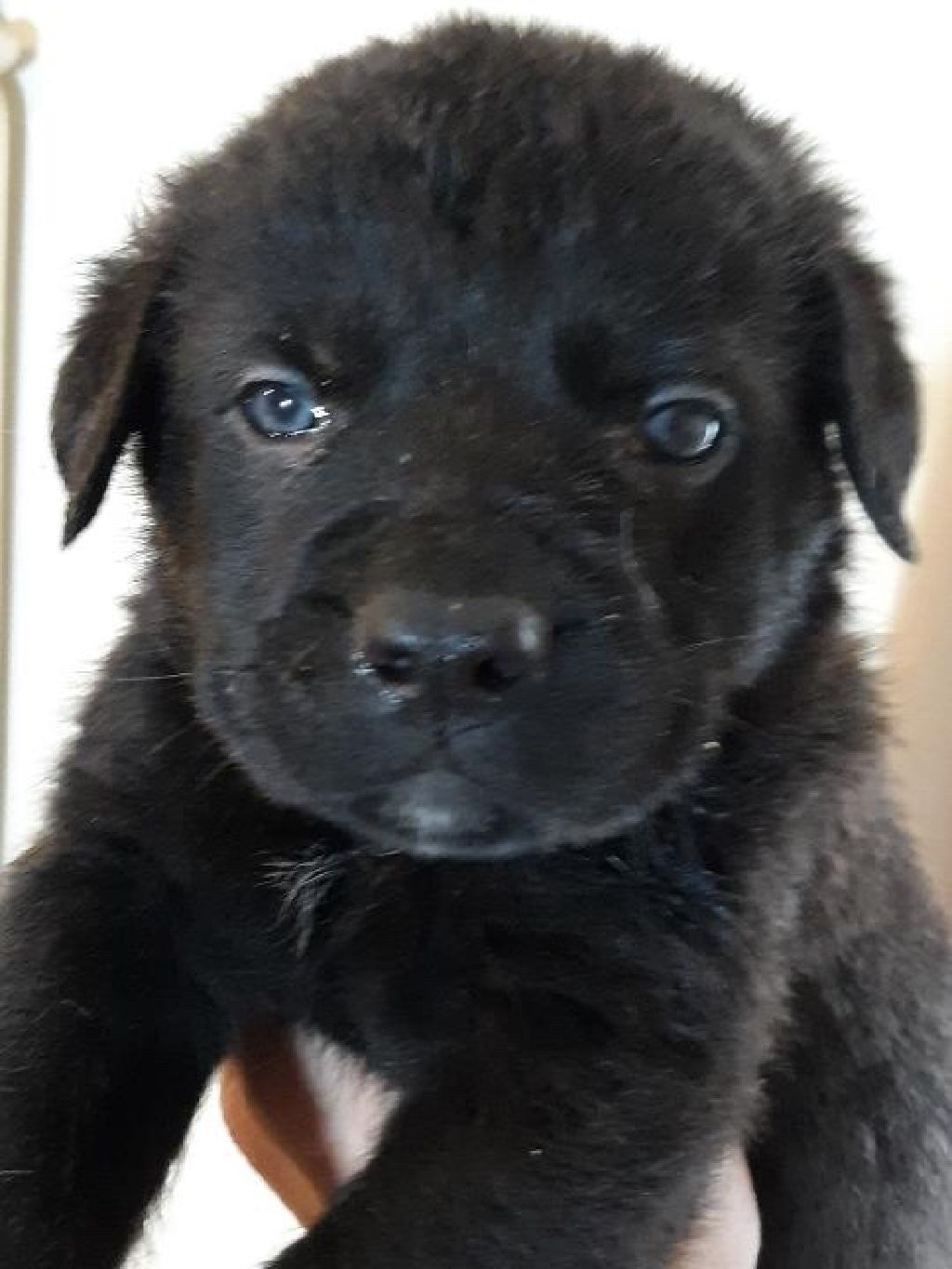 German Corso puppies Minneapolis Dogs for Sale or Adoption Offered