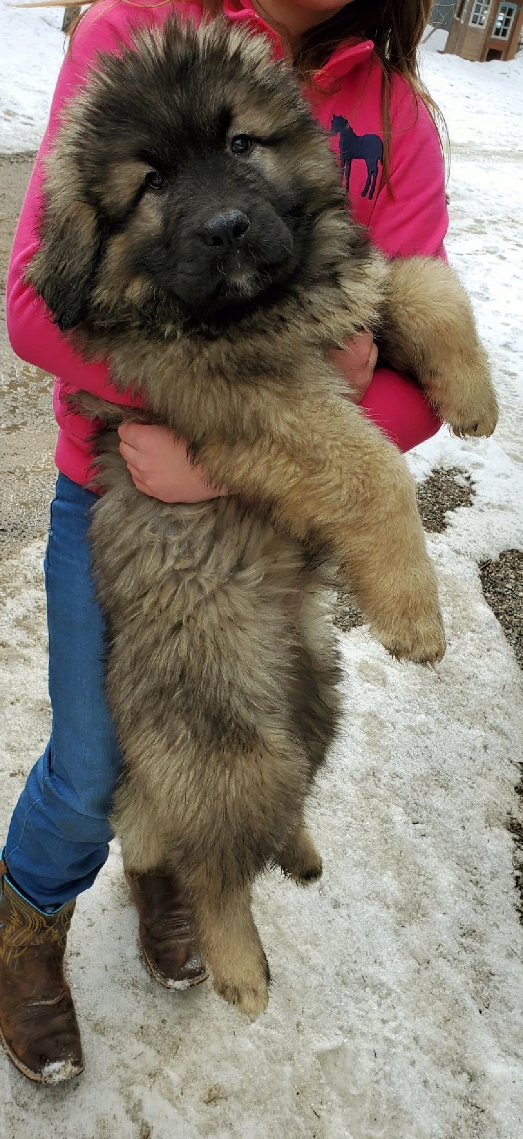 russian bear dog puppy