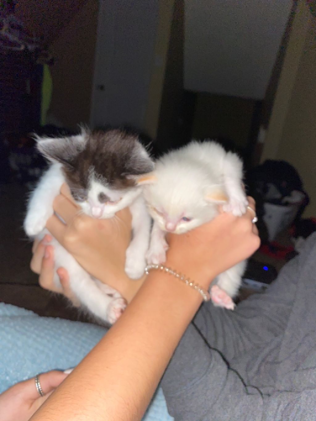 Two persian kittens Memphis Cats for Sale or Adoption Offered
