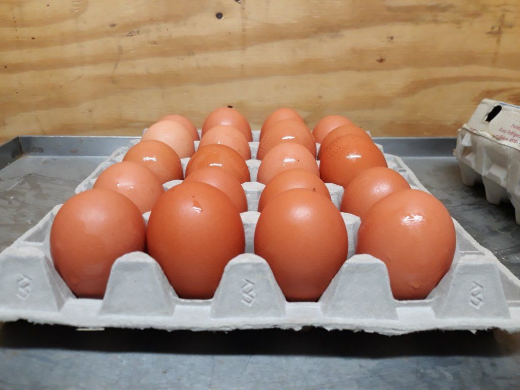 2FLATS USDA CERTIFIED ORGANIC EXTRA JUMBO EGGS