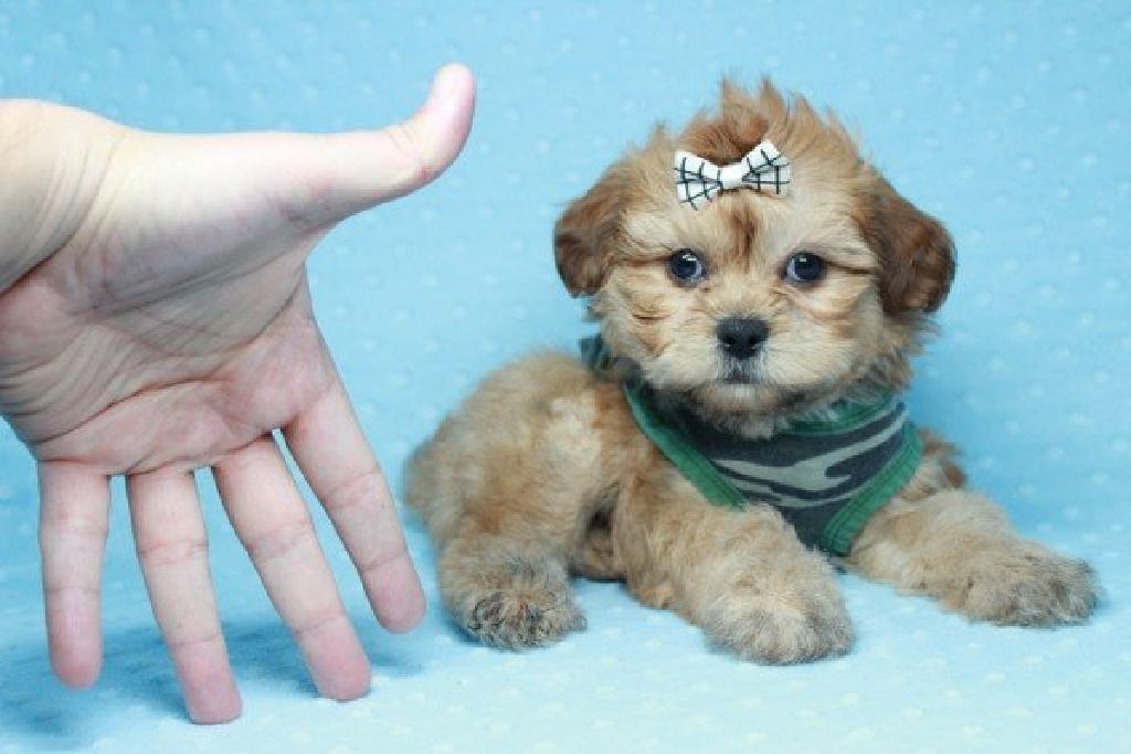 teacup malshi puppies