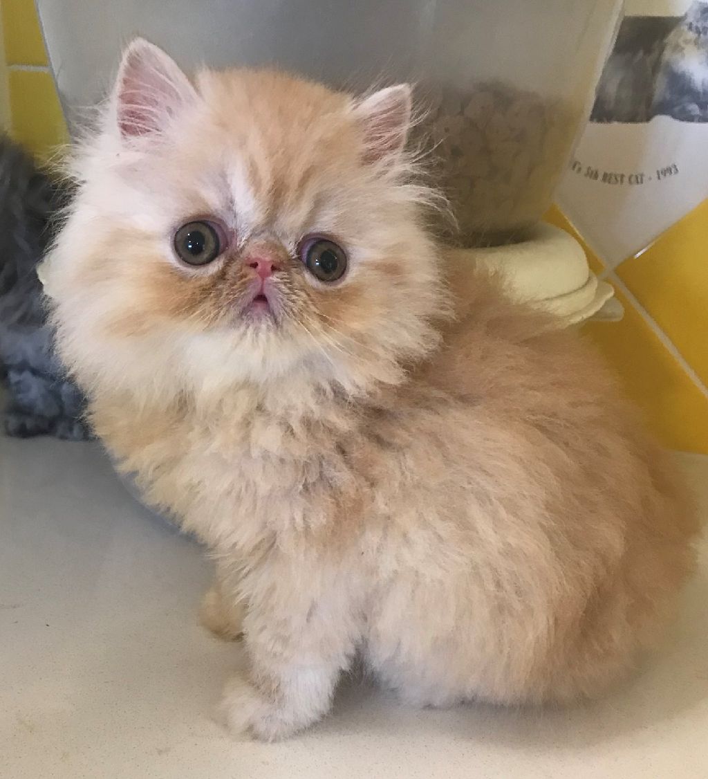 CAMEO TABBY Persian Kitten CFA Grand Champion Parents Quality