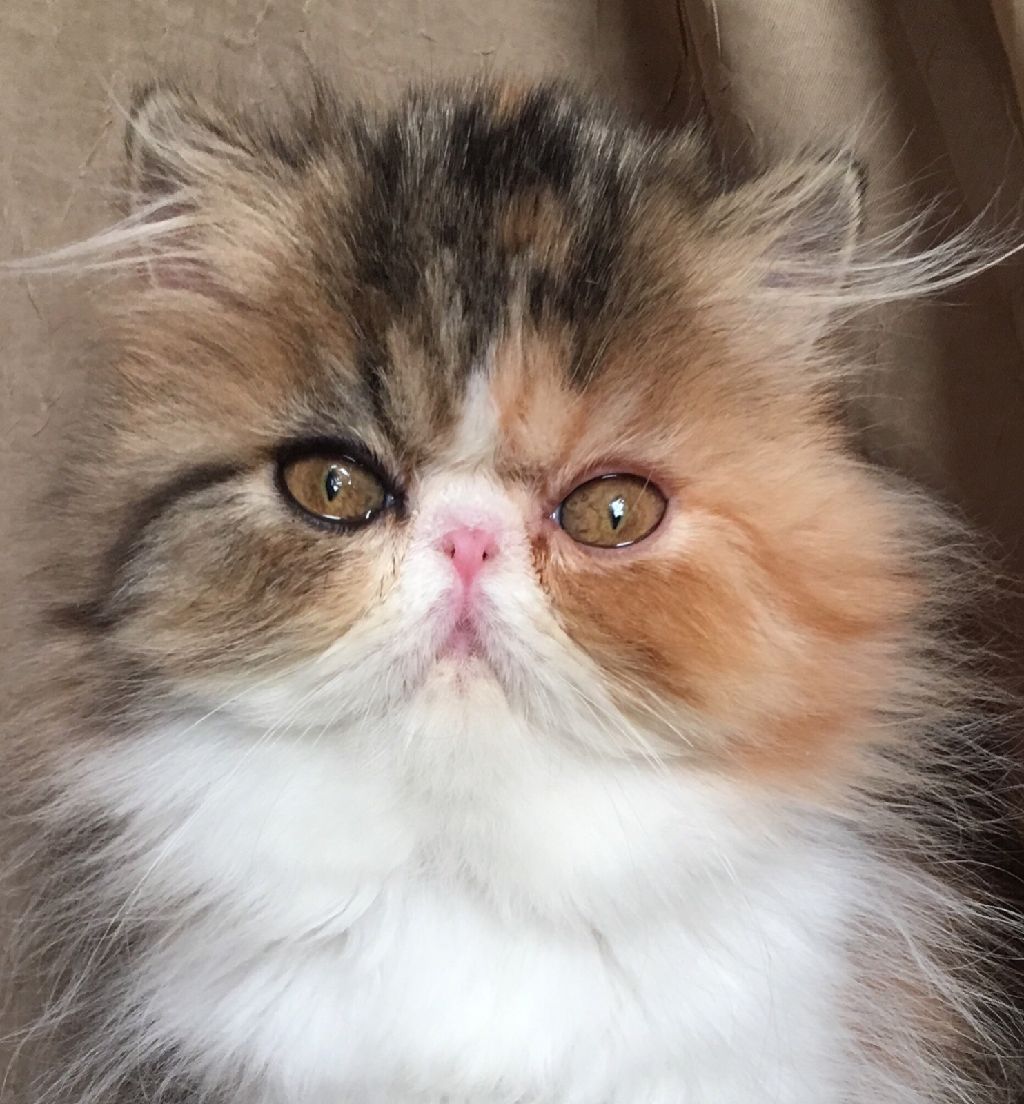 Persian kitten, calico (F) show quality - Claz.org