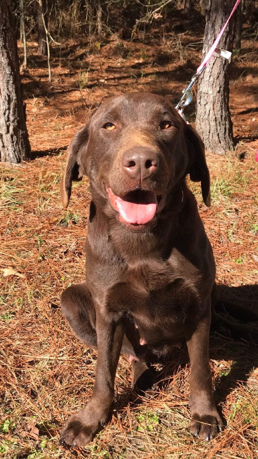 (New Litter) F1 Labradoodle Puppies For Sal- Born 1/19/20 ...