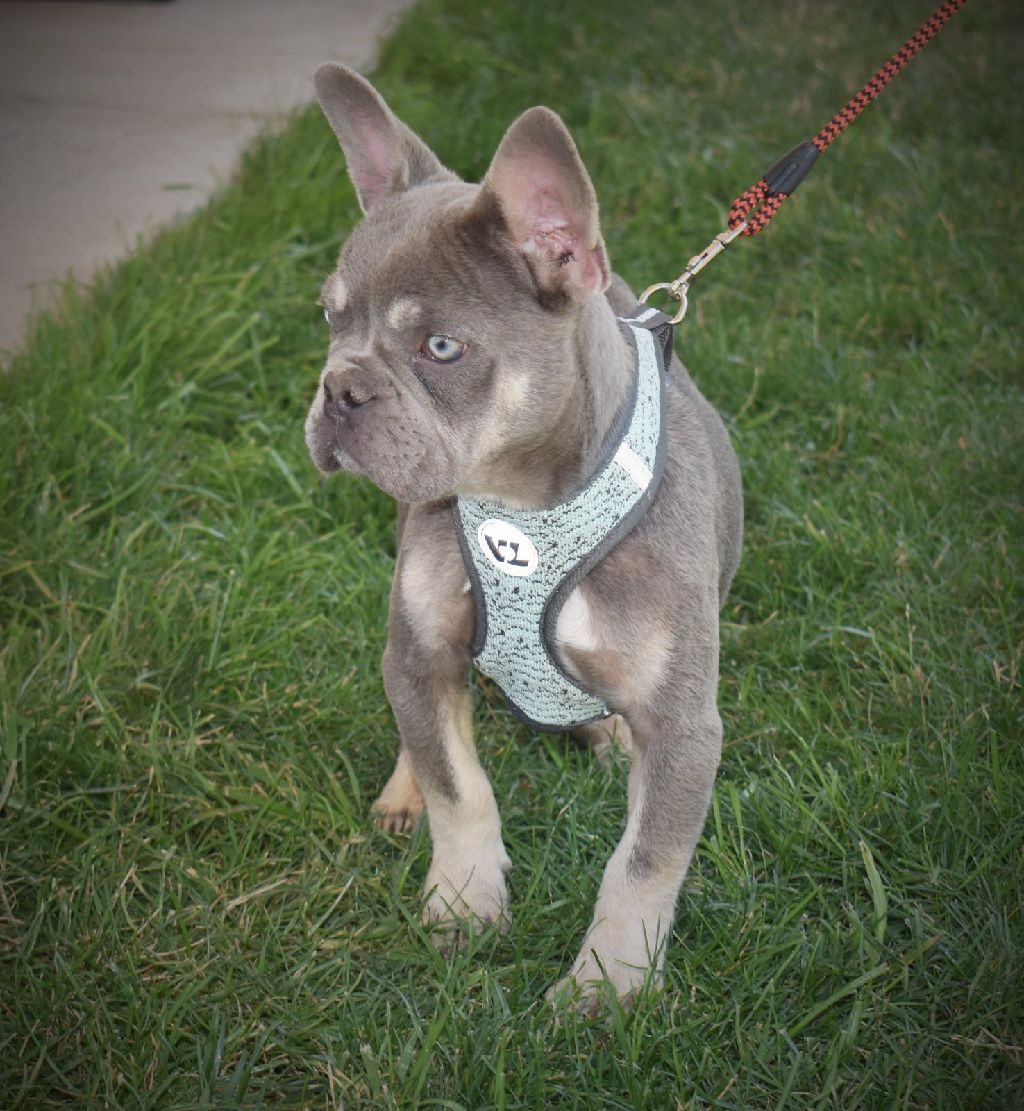 Akc Lilac And Tan Long Hair Carrier French Bulldog Male Claz Org