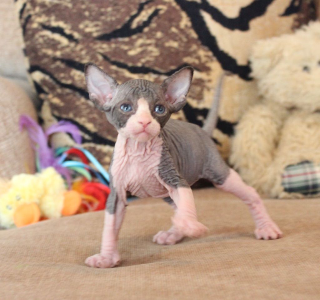 Sphynx Kittens For Sale - San Diego Household Items for ...