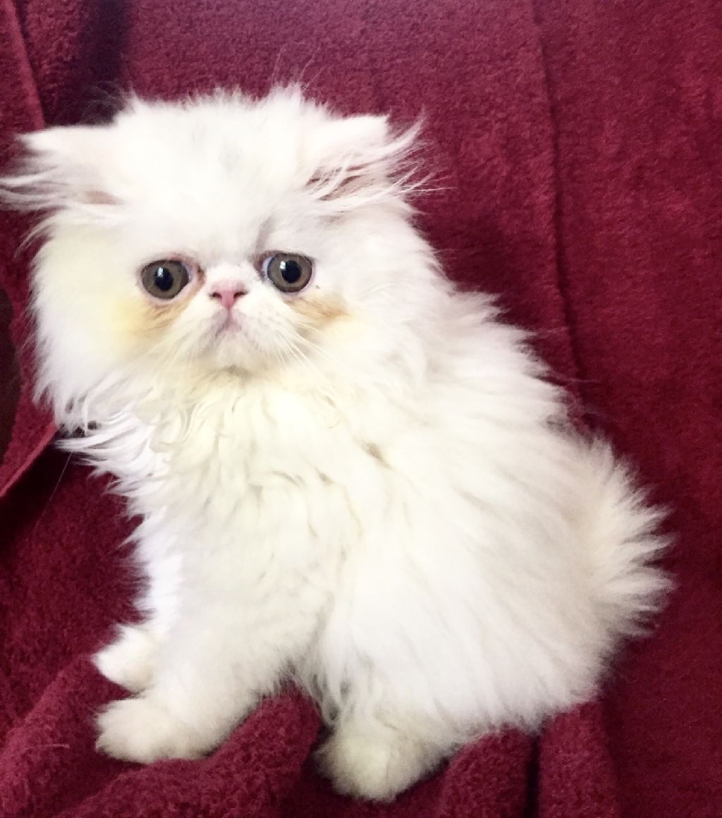 CFA REG PERSIAN KITTENS - Claz.org