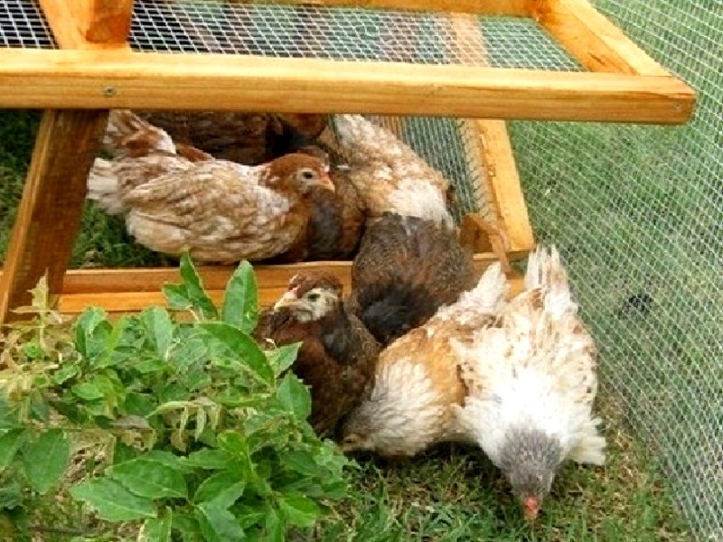 CHRISTMAS SPECIAL - Beautiful Affordable Chicken Coops Hen Houses ...