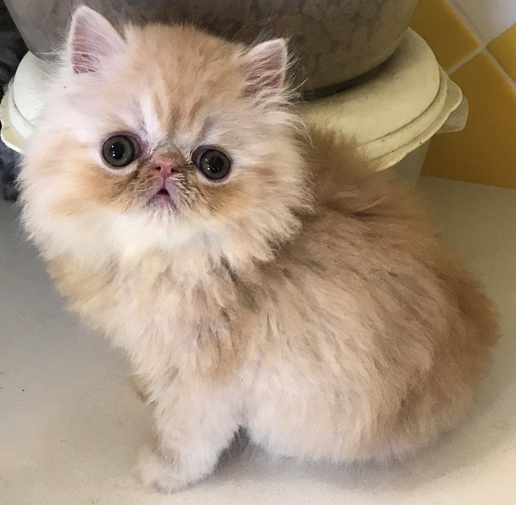 Tabby Persian Kitten: The Perfect Blend of Playfulness and Elegance Lolita maid dress – a perfect blend of elegance and playfulness