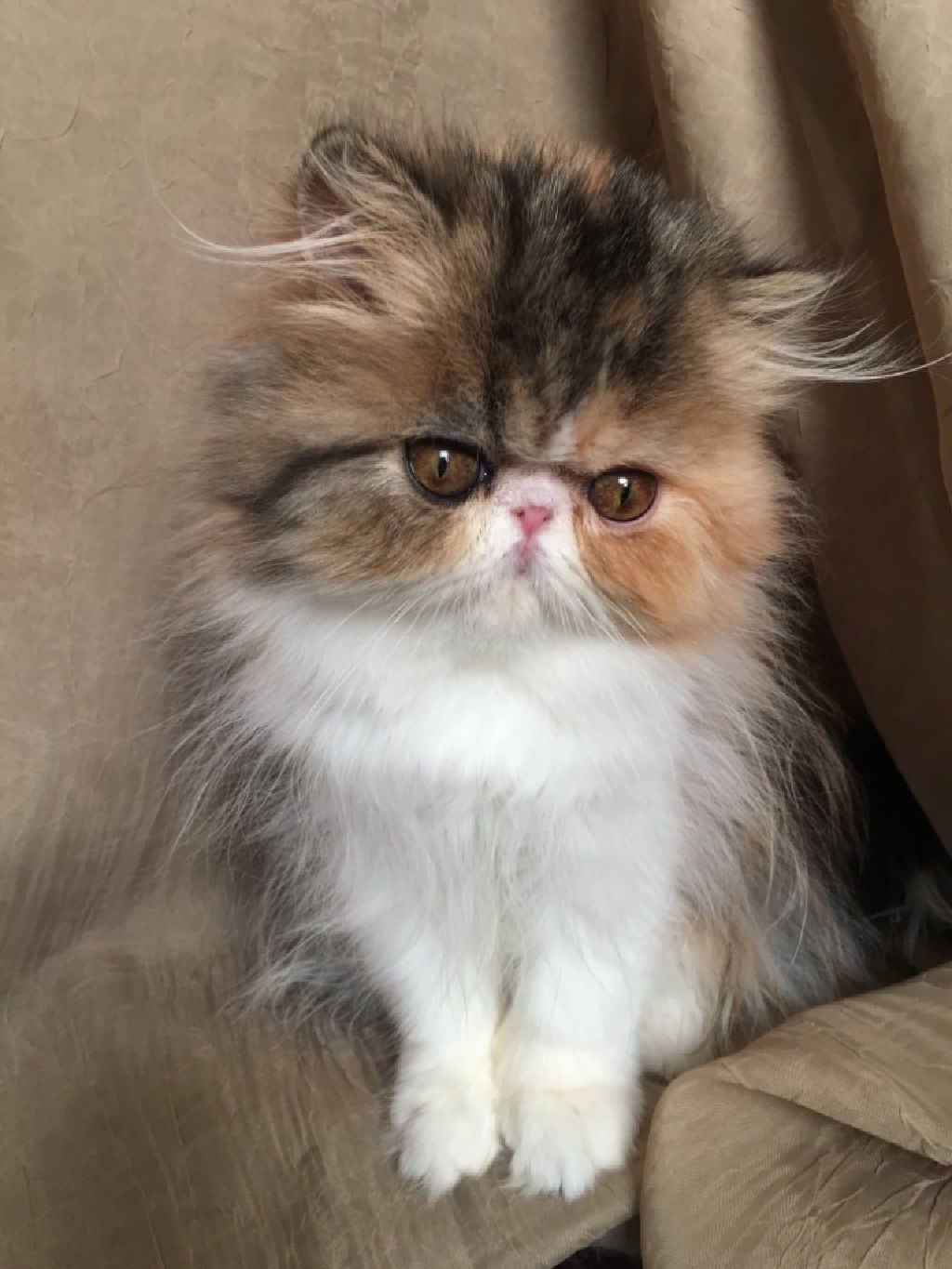 Persian kitten, calico (F) show quality - Claz.org