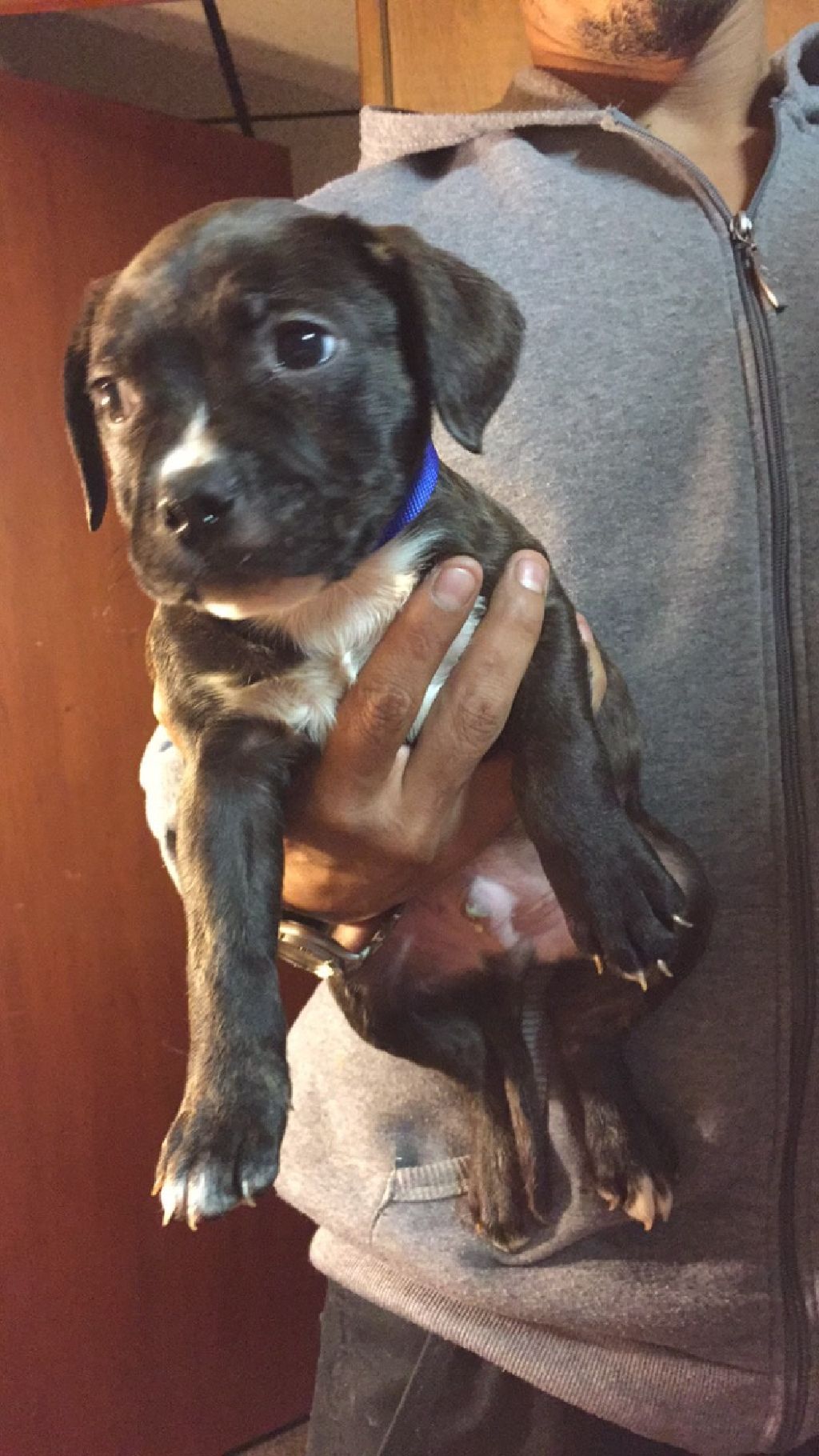 Full Blooded Blue Pit Puppy - Claz.org