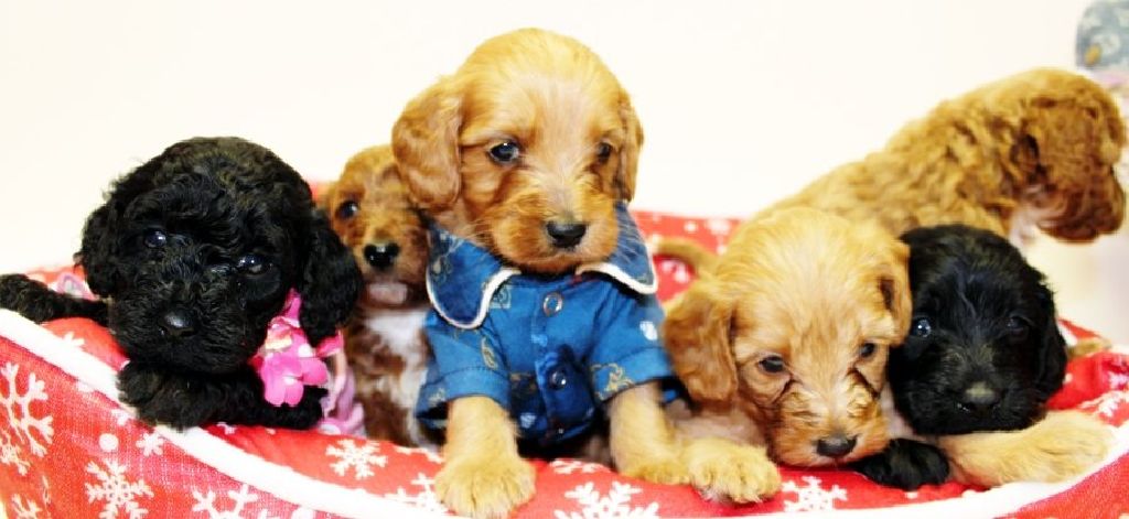 Australian Mini Labradoodles For Sale Houston Texas Claz Org