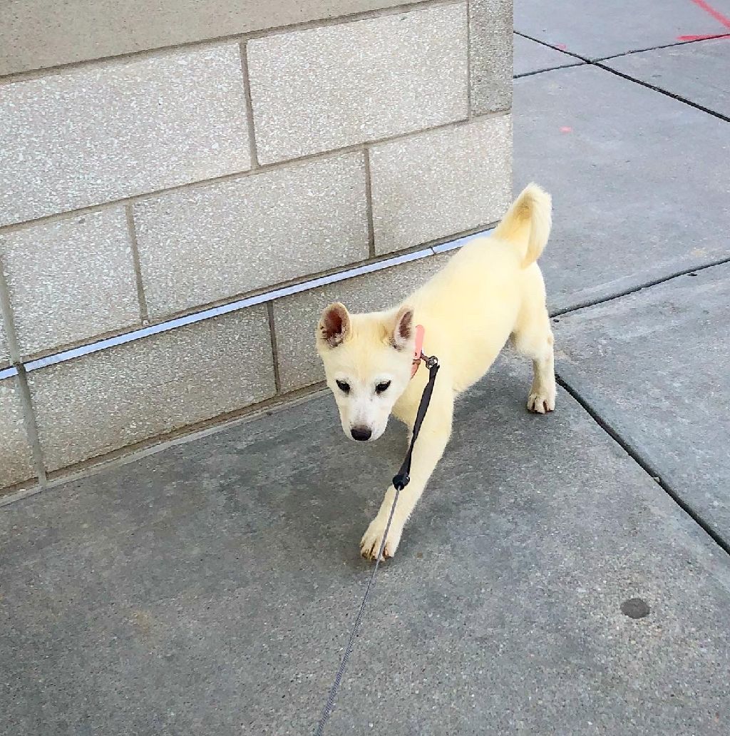 White husky puppy for sale Omaha Dogs for Sale or Adoption Offered