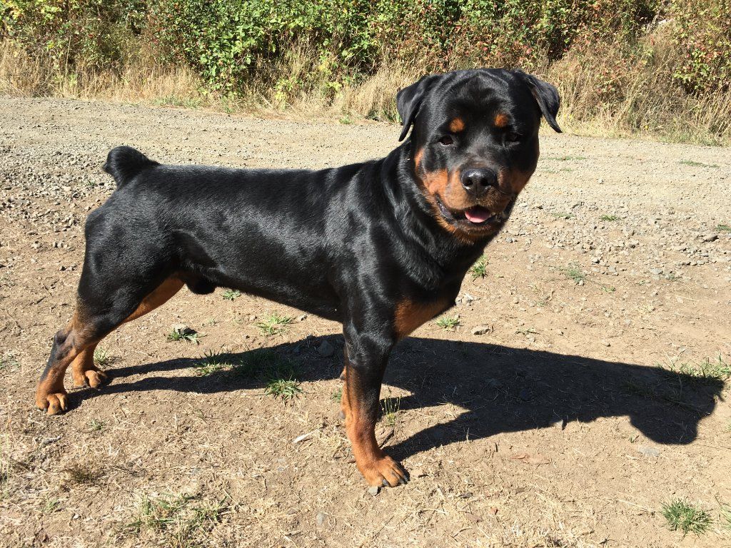 akc rottweiler