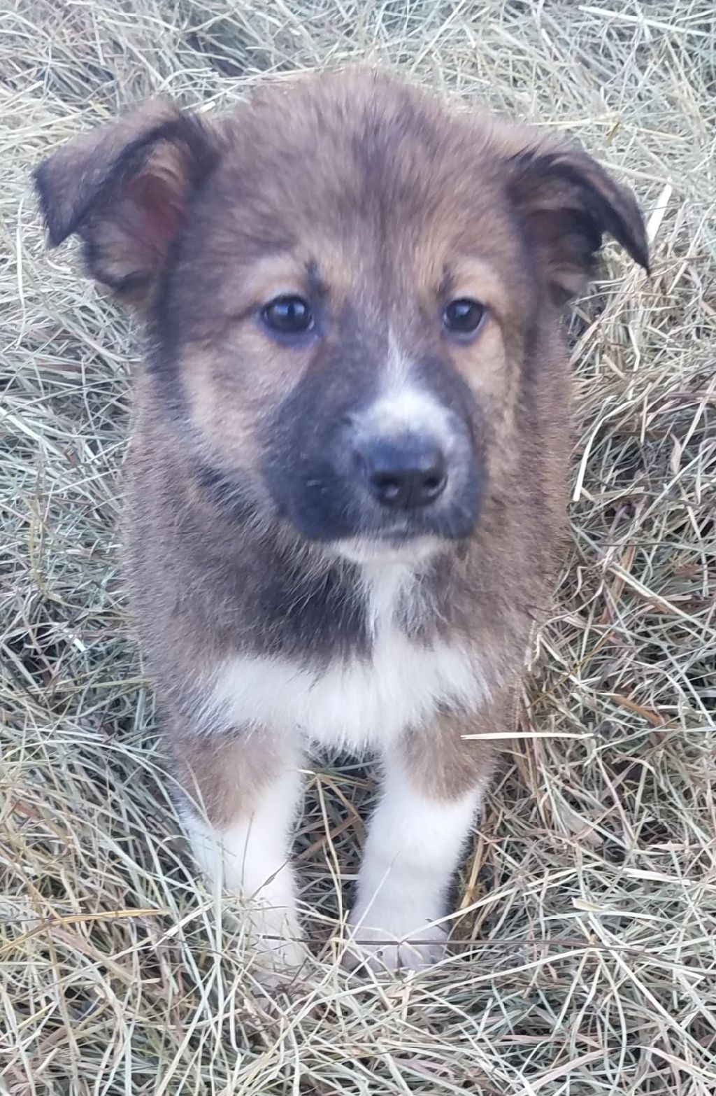 Great Pyrenees /Anatolian Shepherd/German shepherd mix - Claz.org