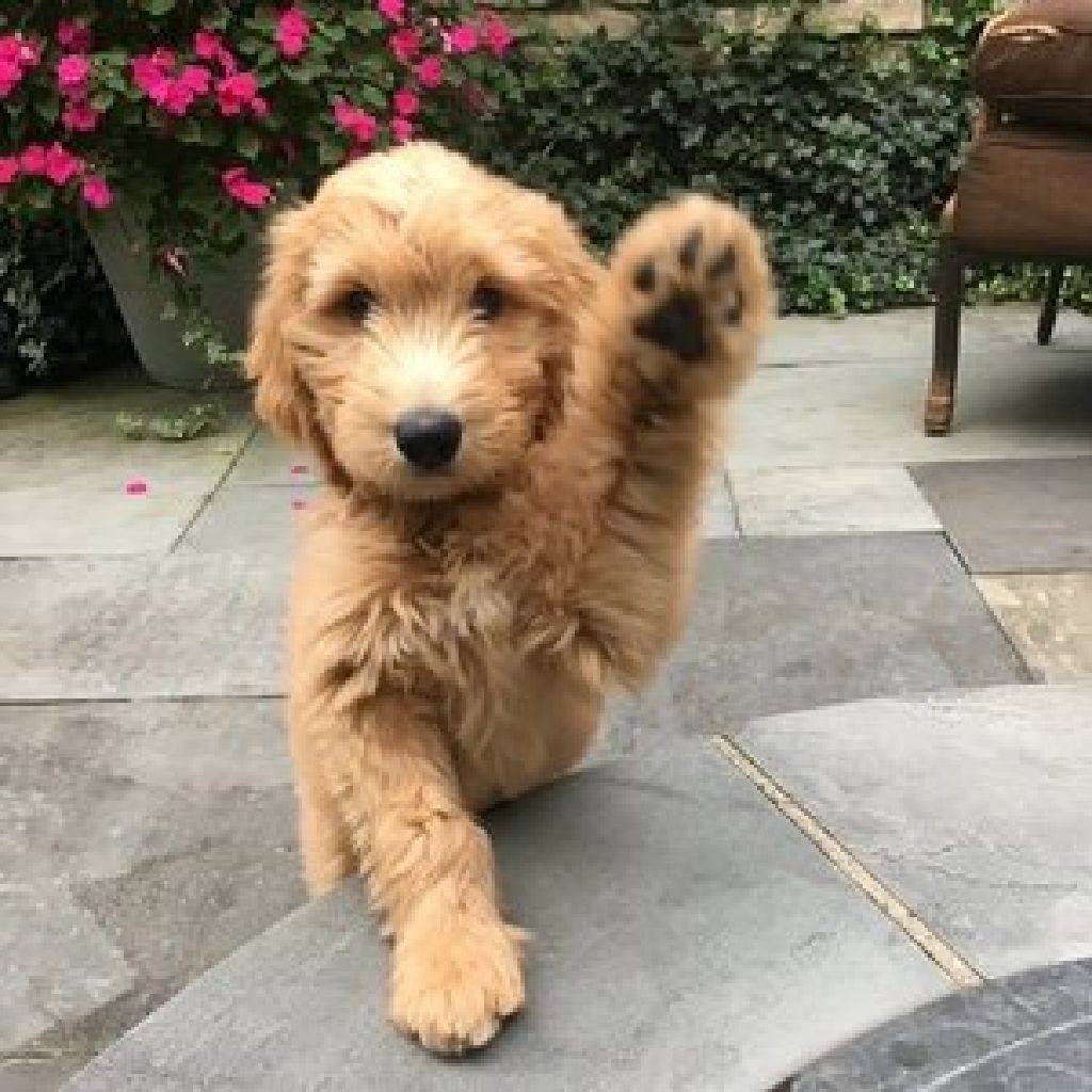 Golden Doodle Puppies Arthur Dogs for Sale or Adoption Offered