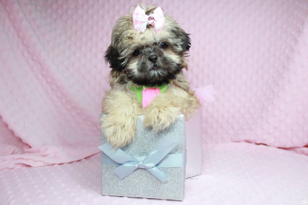 Gorgeous Shihtzu Puppies In Las Vegas Los Angeles Delivery To