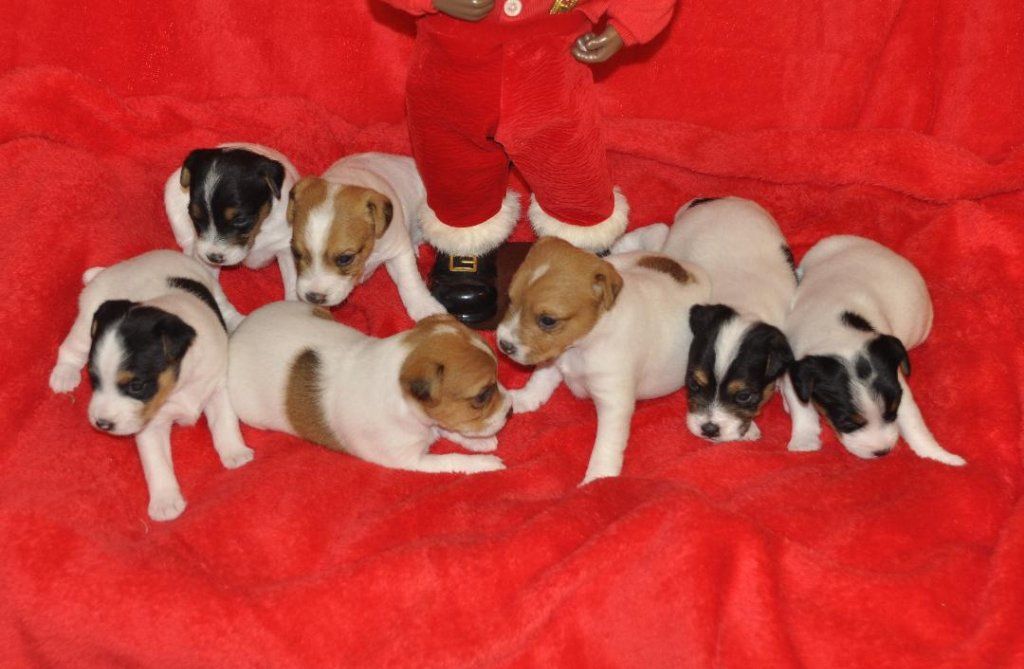 Ckc Jack Russell Terriers Puppies Long Legged Claz Org