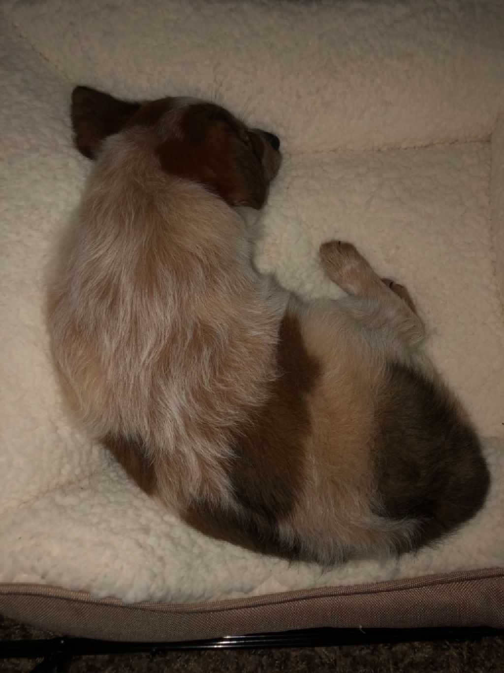Corgi Red Heeler Mix - Pottstown Dogs for Sale or Adoption Offered - Claz.org