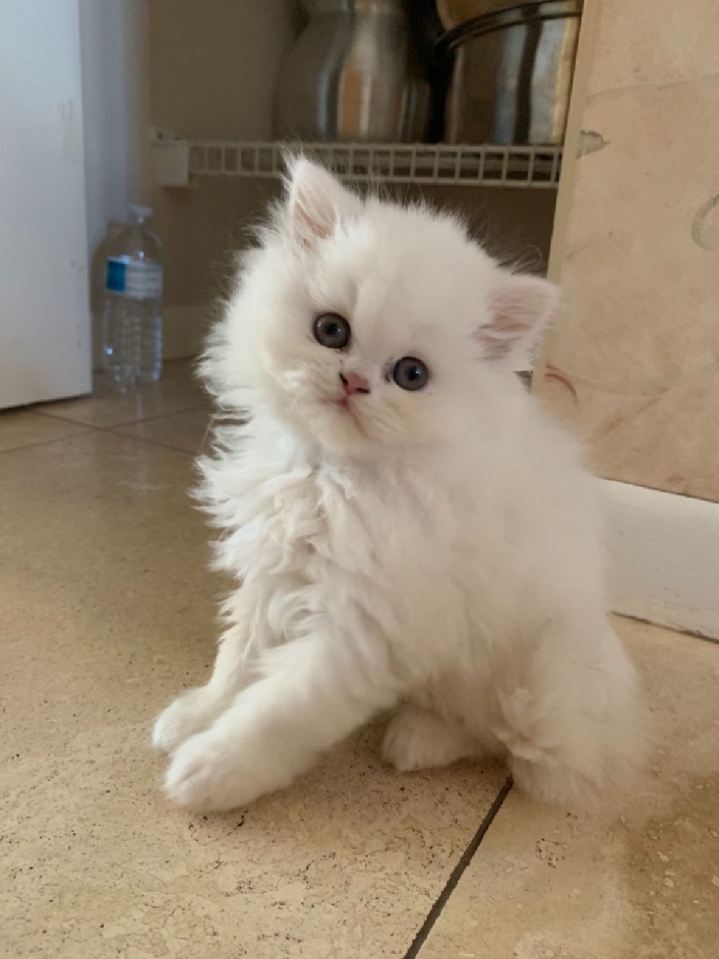 doll face persian kittens for adoption