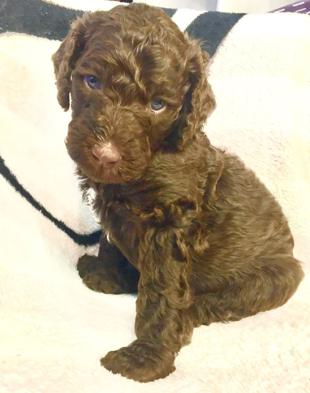 chocolate goldendoodle puppies