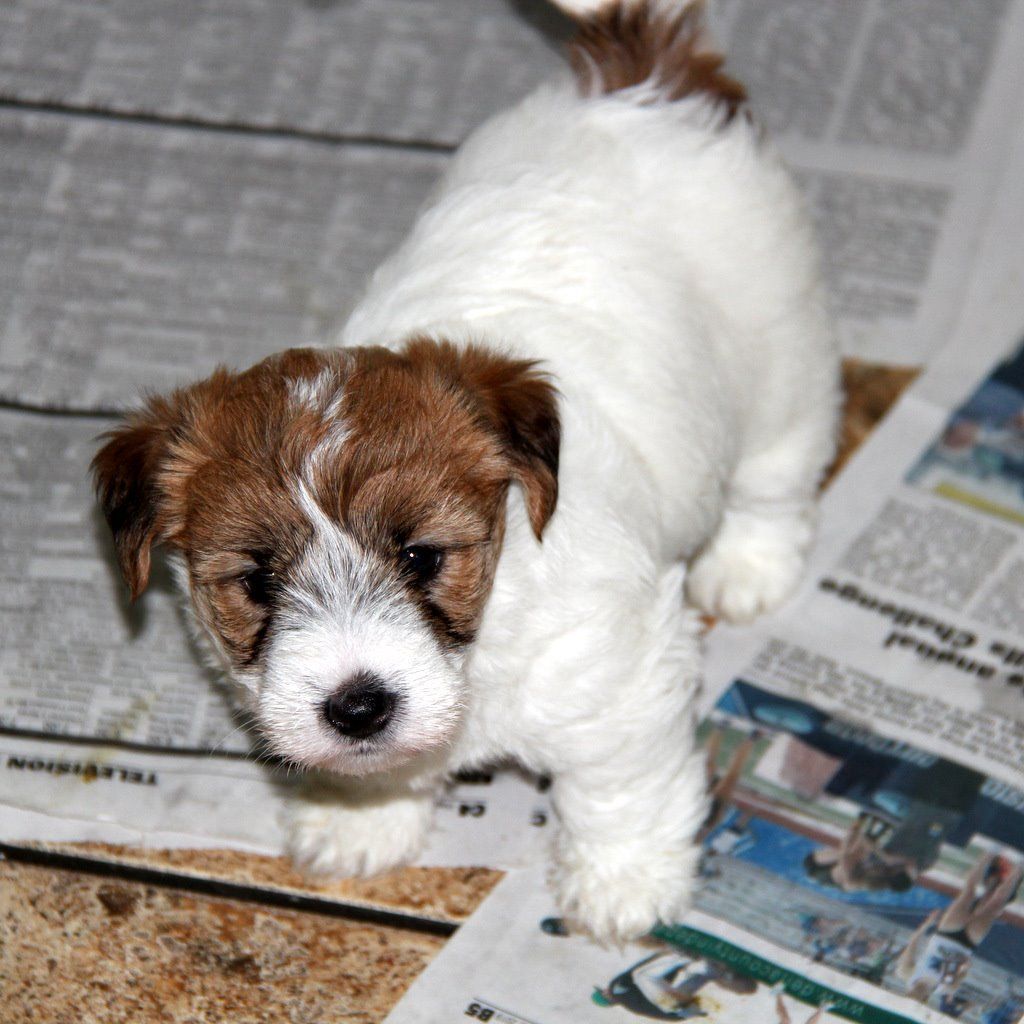 Short Legged Jack Russell Terrier Puppies - Claz.org