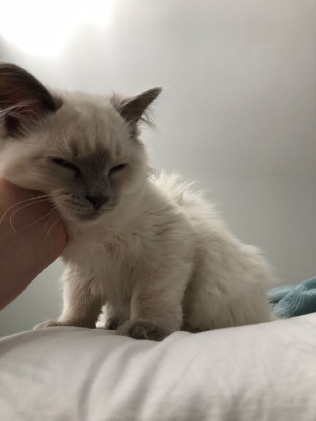 Siamese Kittens for sale - Claz.org
