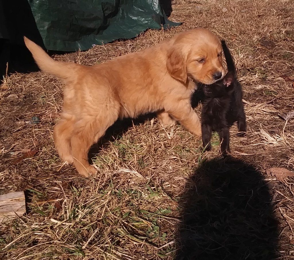AKC Golden Retrievers Branson Dogs for Sale or Adoption Offered