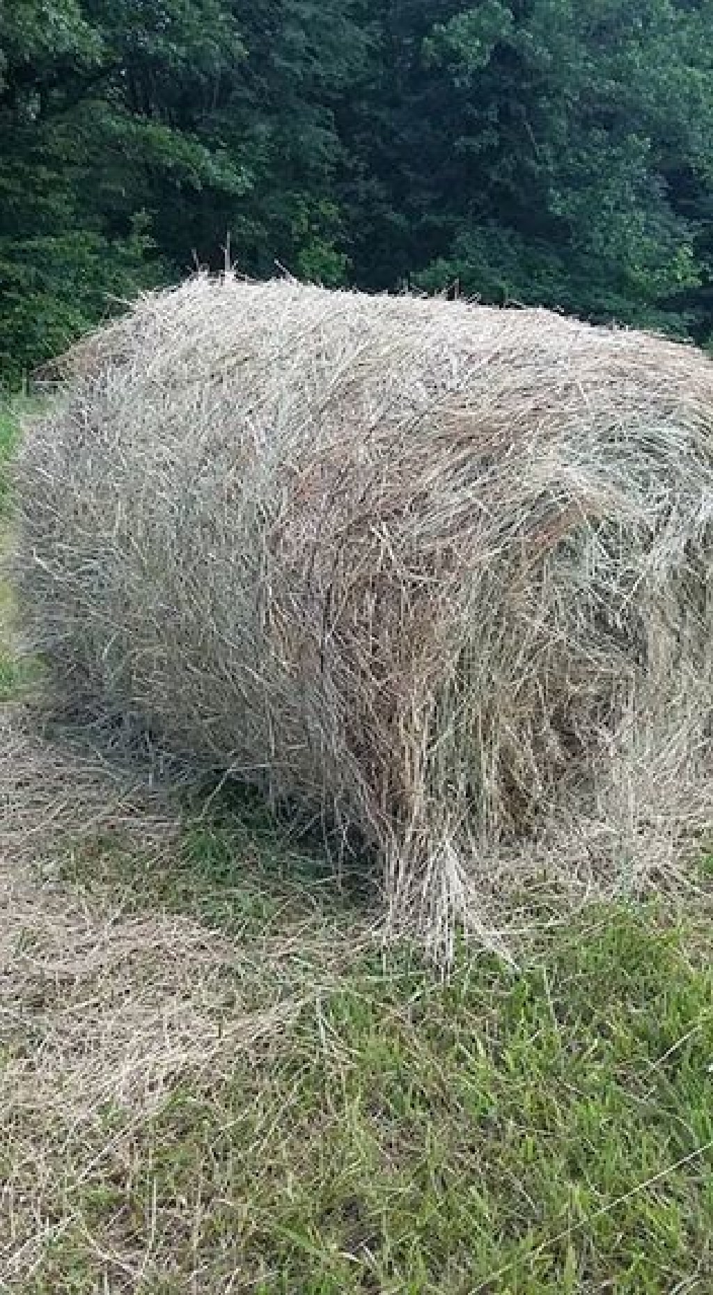 Goats and Hay for sale