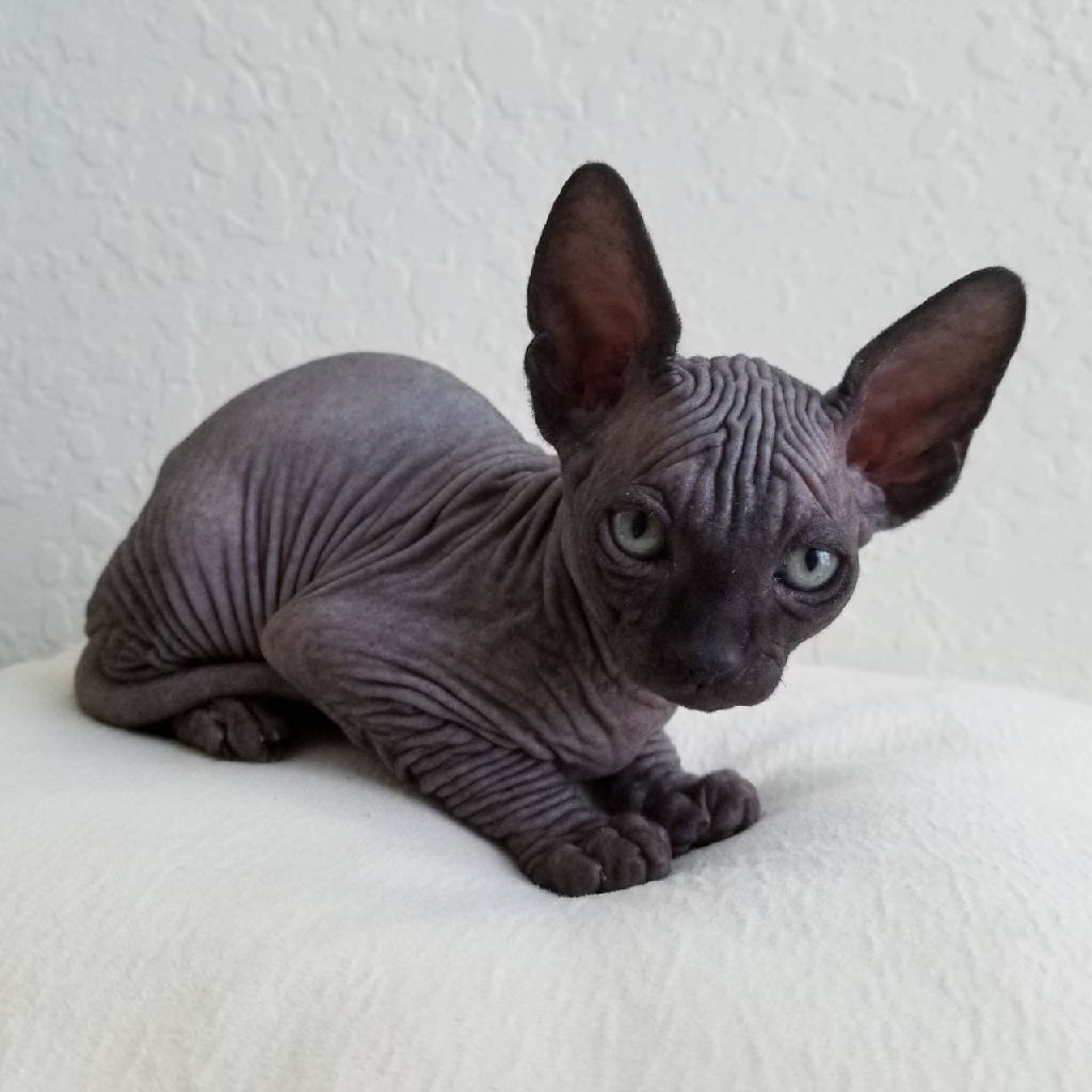 Sphynx Kittens For Sale Florida petfinder
