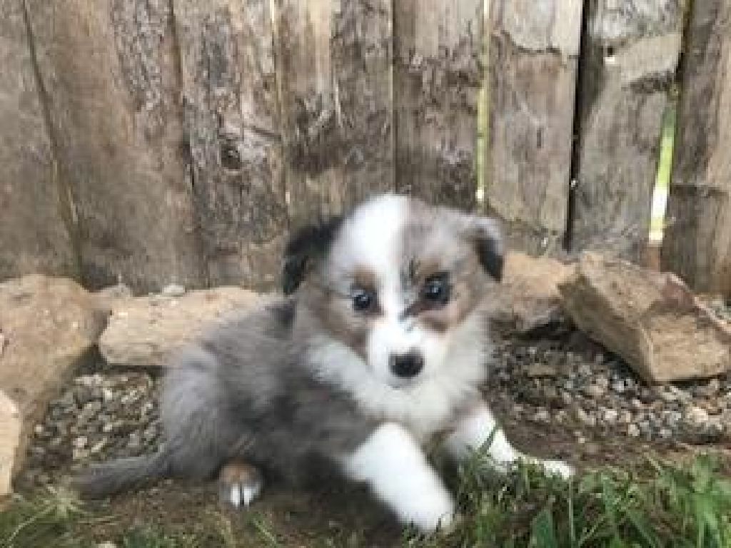 sheltie mini aussie mix