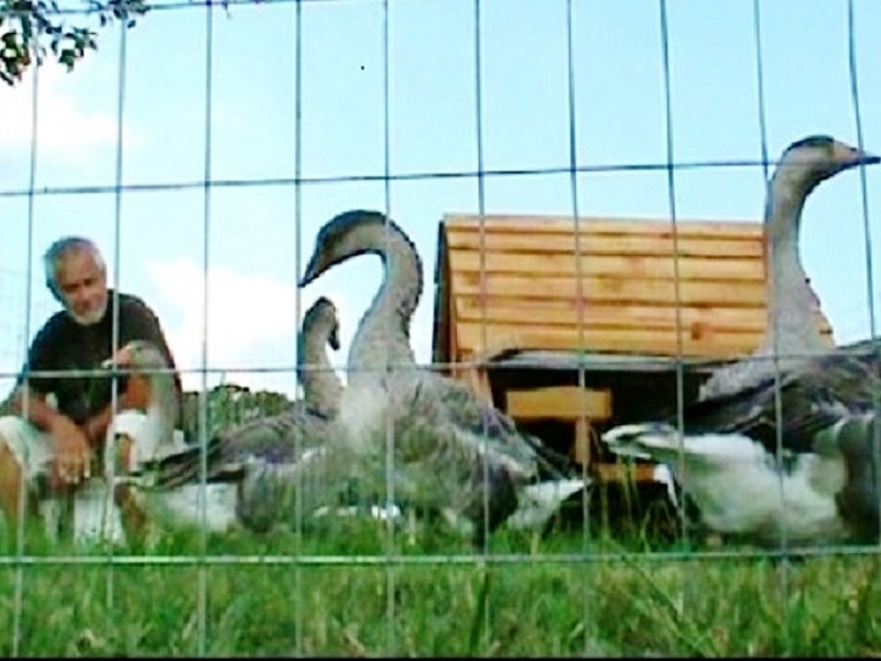 Sale- Beautiful Affordable Chicken Coops Hen Houses &amp; Portable Chicken ...