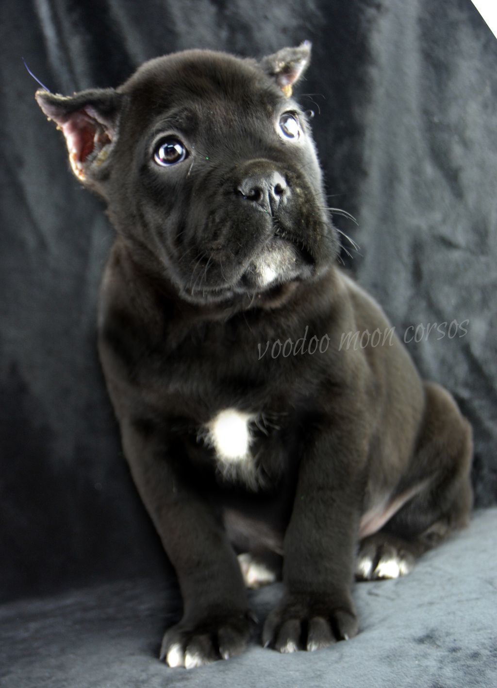 High Quality Cane Corso Import Puppies Clazorg