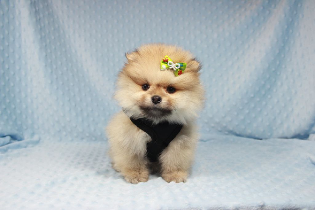 teddy bear pomeranian puppy price