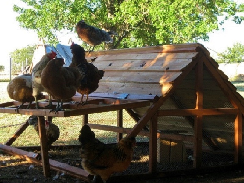 On Sale Beautiful Affordable Chicken Coops Hen Houses For 12 Hens