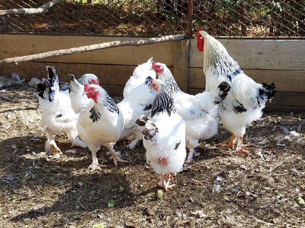 7 chickens (6 Hens and 1 Rooster Denver Farm Animals Offered