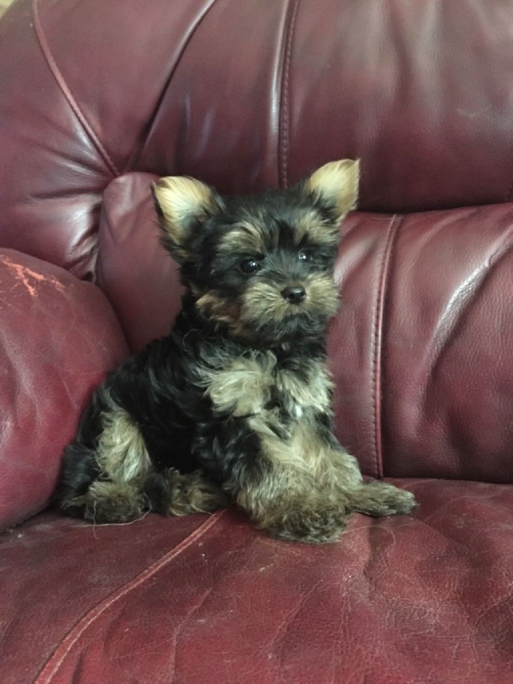 Yorkie puppies Springfield For Sale Offered
