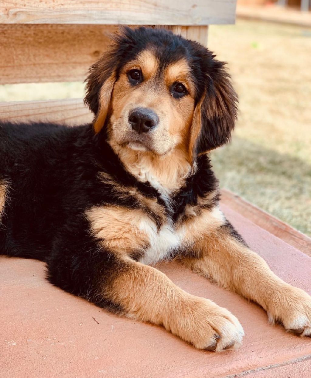 golden mountain dog puppies for sale near me