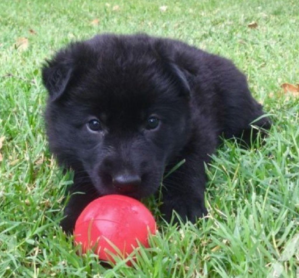Long Coat Sable and Black German Shepherd Puppies